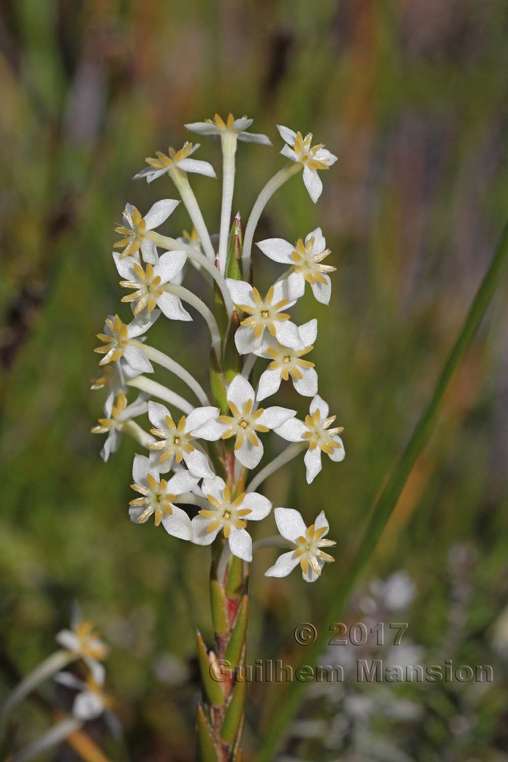 Struthiola ciliata