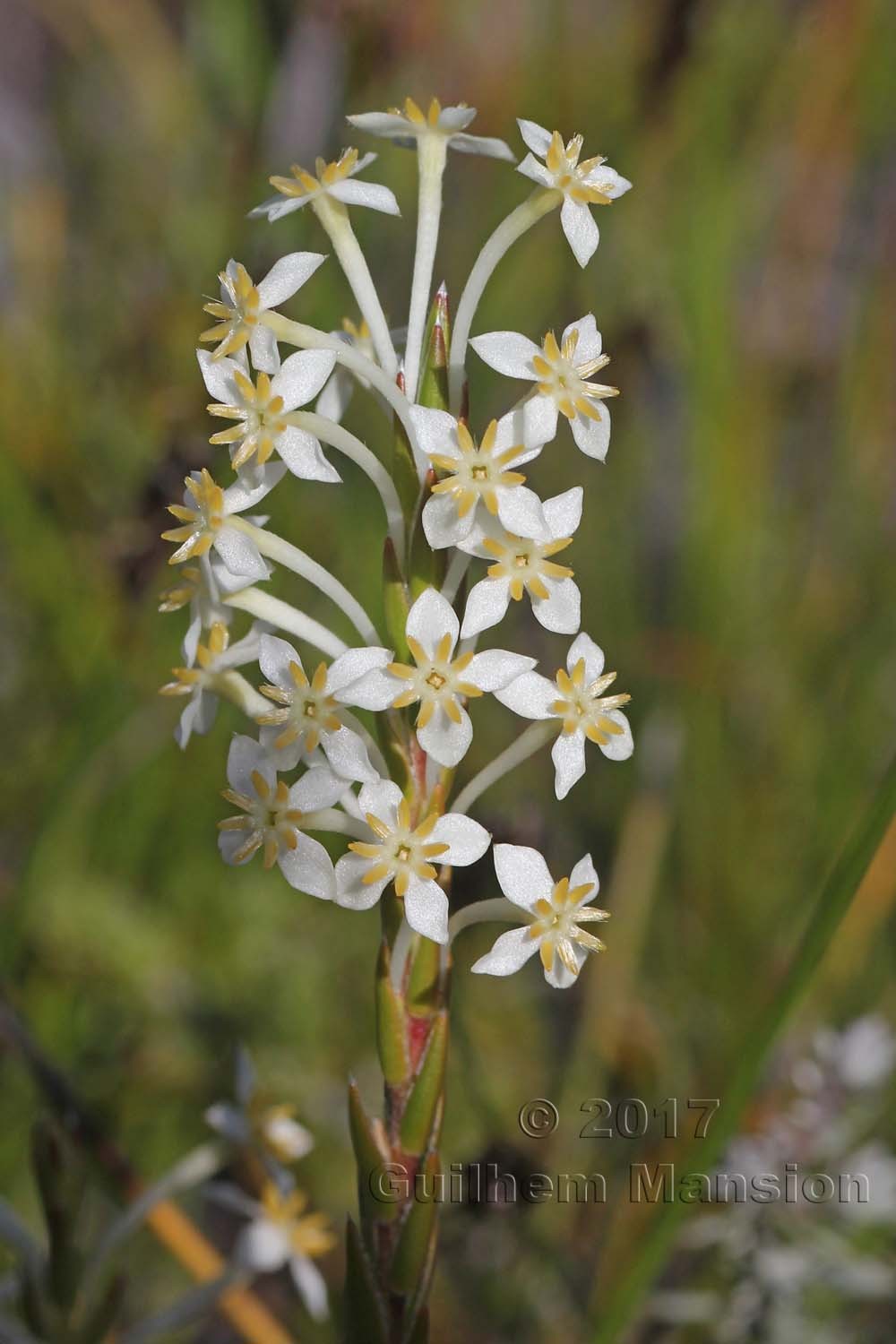 Struthiola ciliata