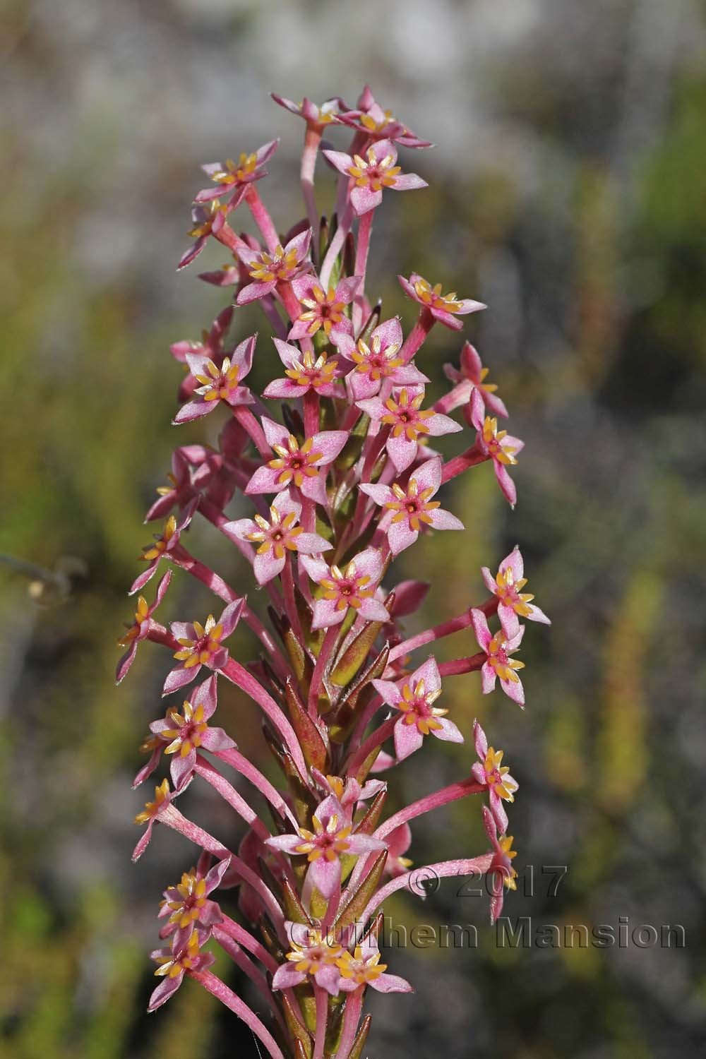 Struthiola ciliata