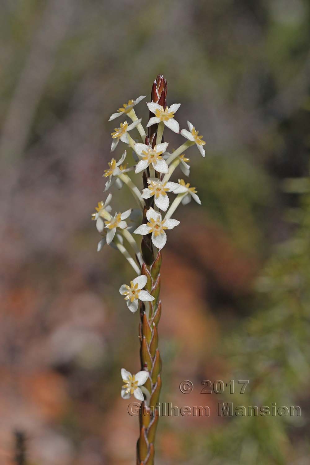 Struthiola ciliata