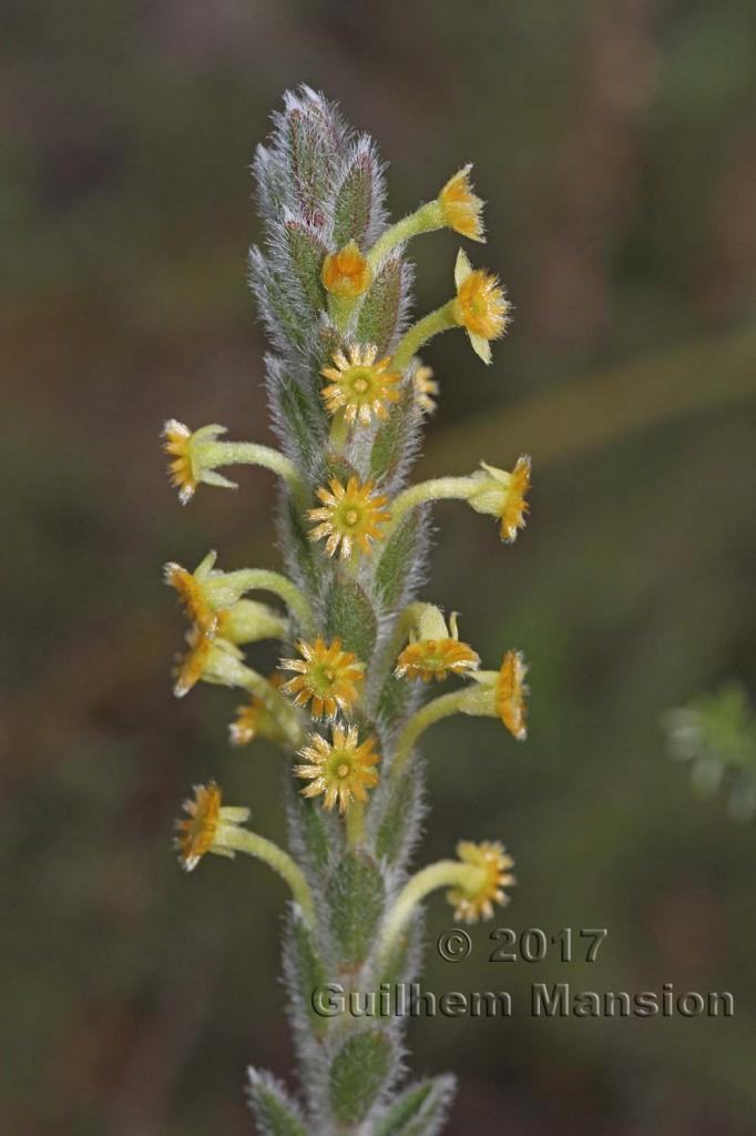 Struthiola tomentosa