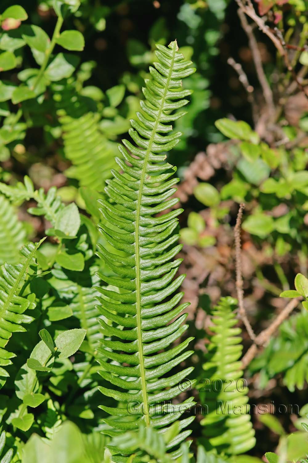 Struthiopteris [Blechnum] spicant