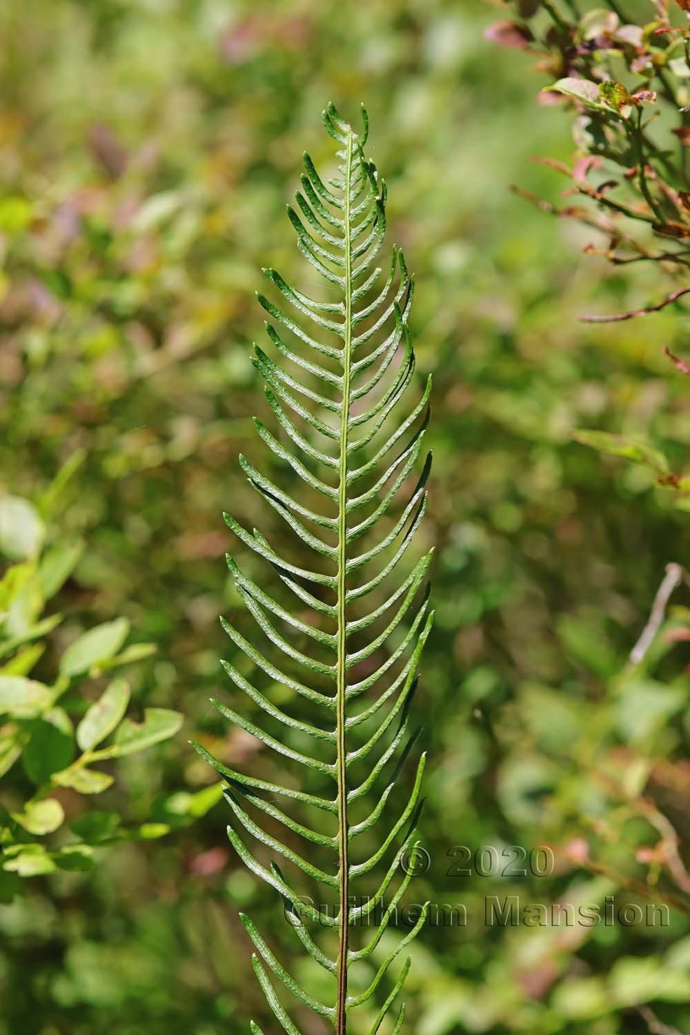 Struthiopteris [Blechnum] spicant