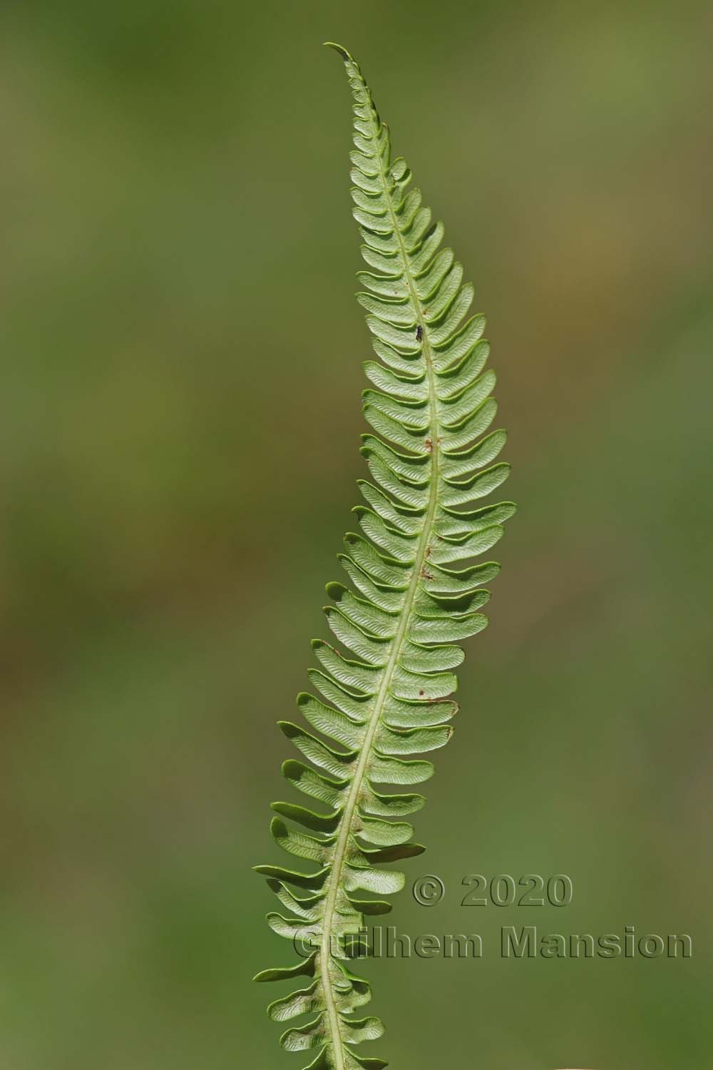 Struthiopteris [Blechnum] spicant