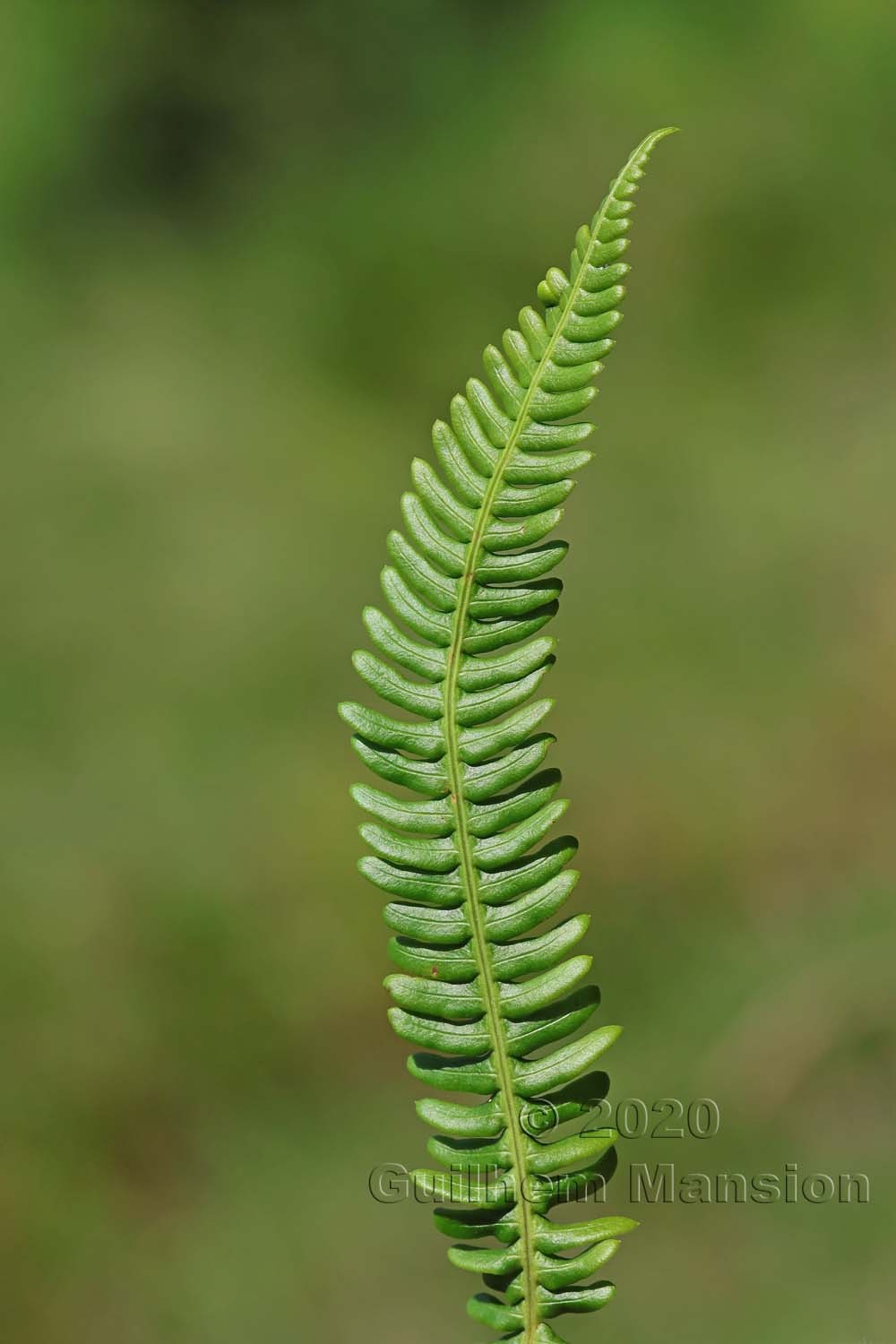 Struthiopteris [Blechnum] spicant