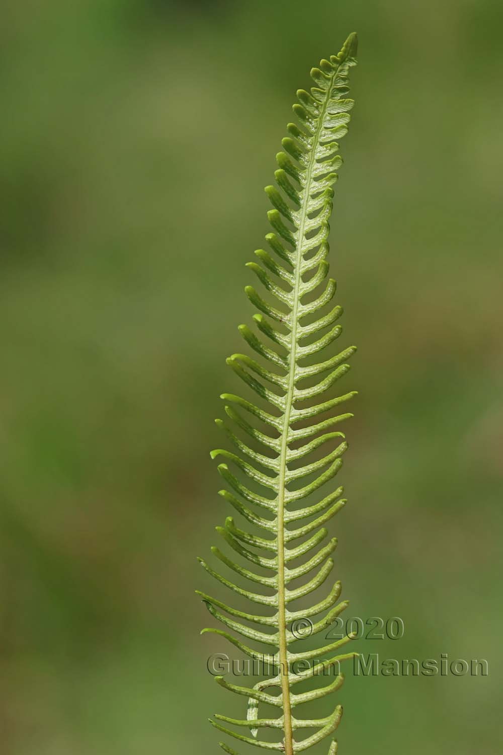 Struthiopteris [Blechnum] spicant