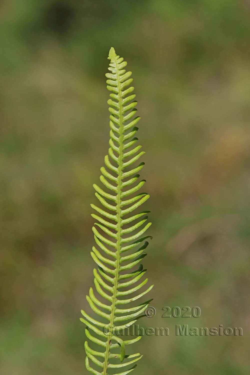 Struthiopteris [Blechnum] spicant