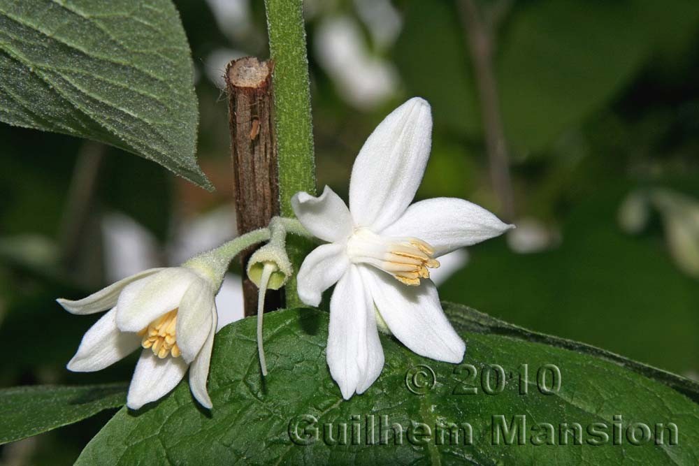 Family -  Styracaceae