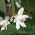 Famille -  Styracaceae