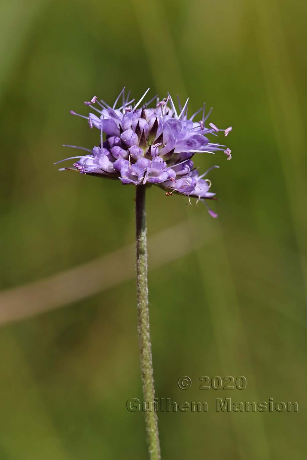 Succisa pratensis