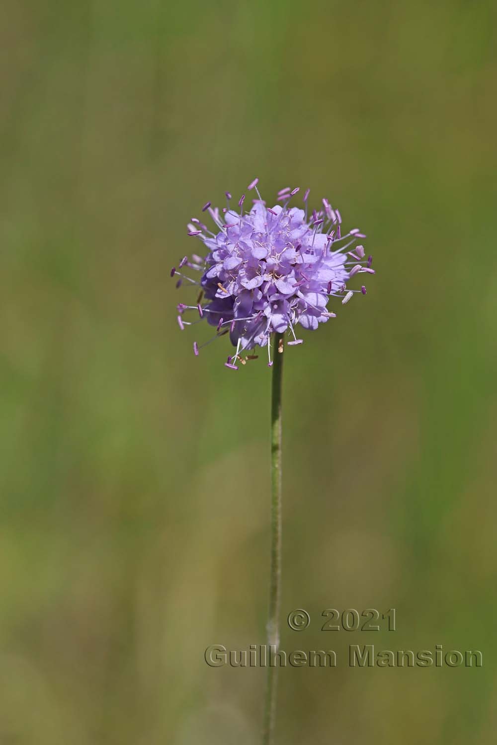 Succisa pratensis