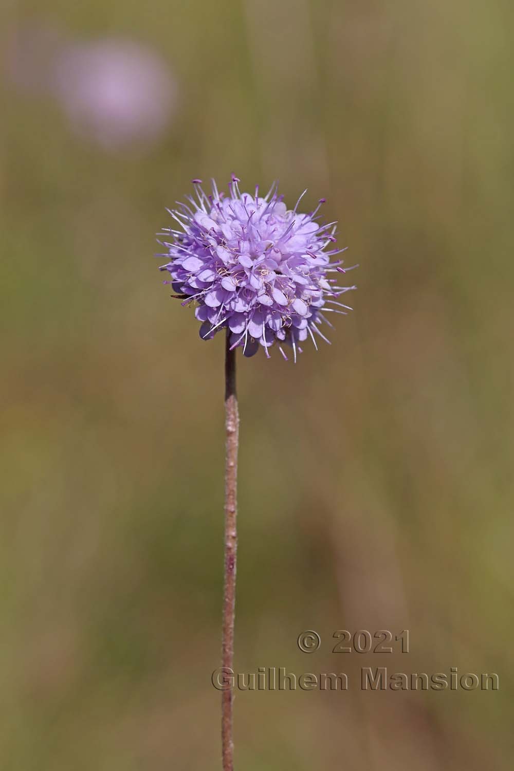 Succisa pratensis