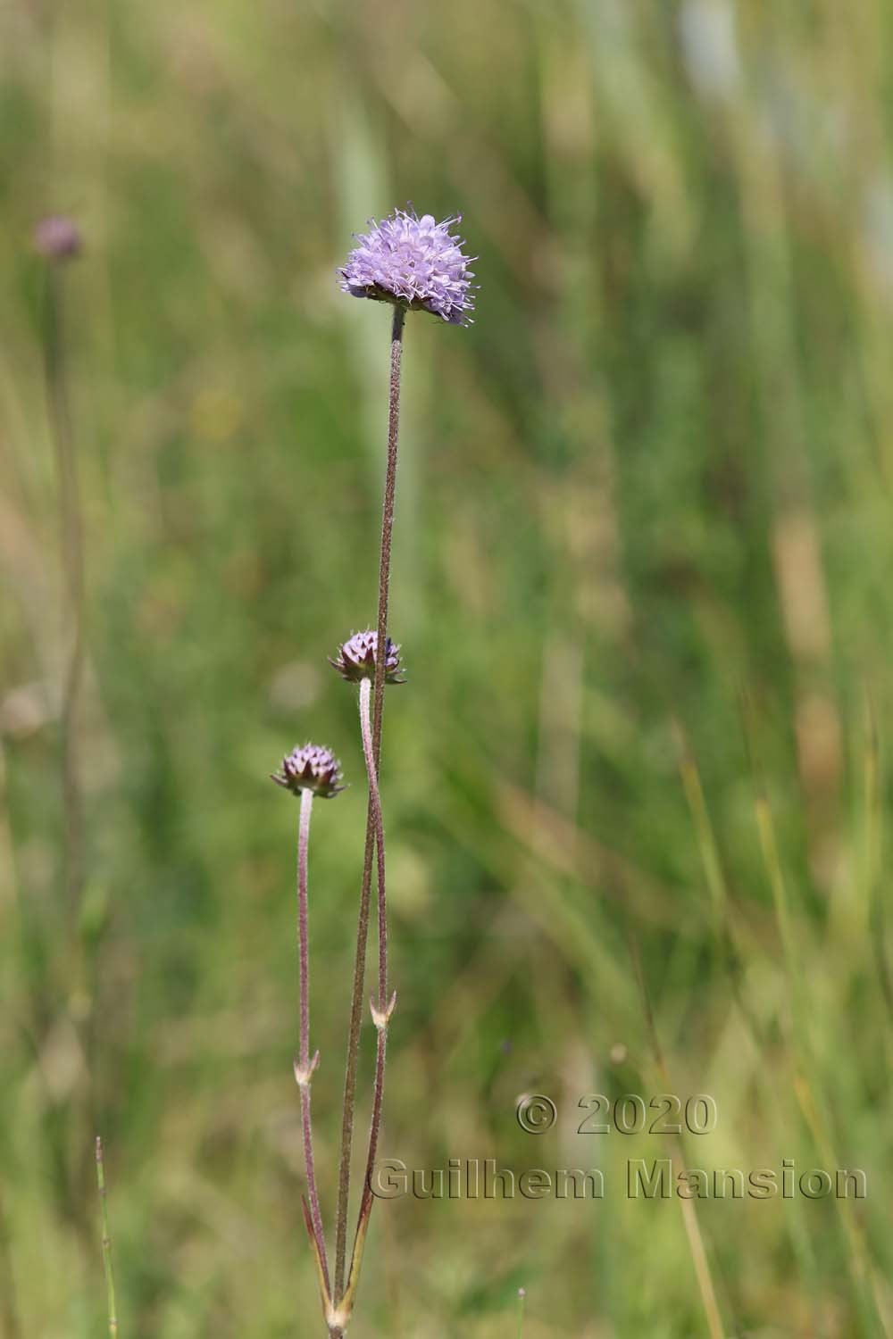 Succisa pratensis