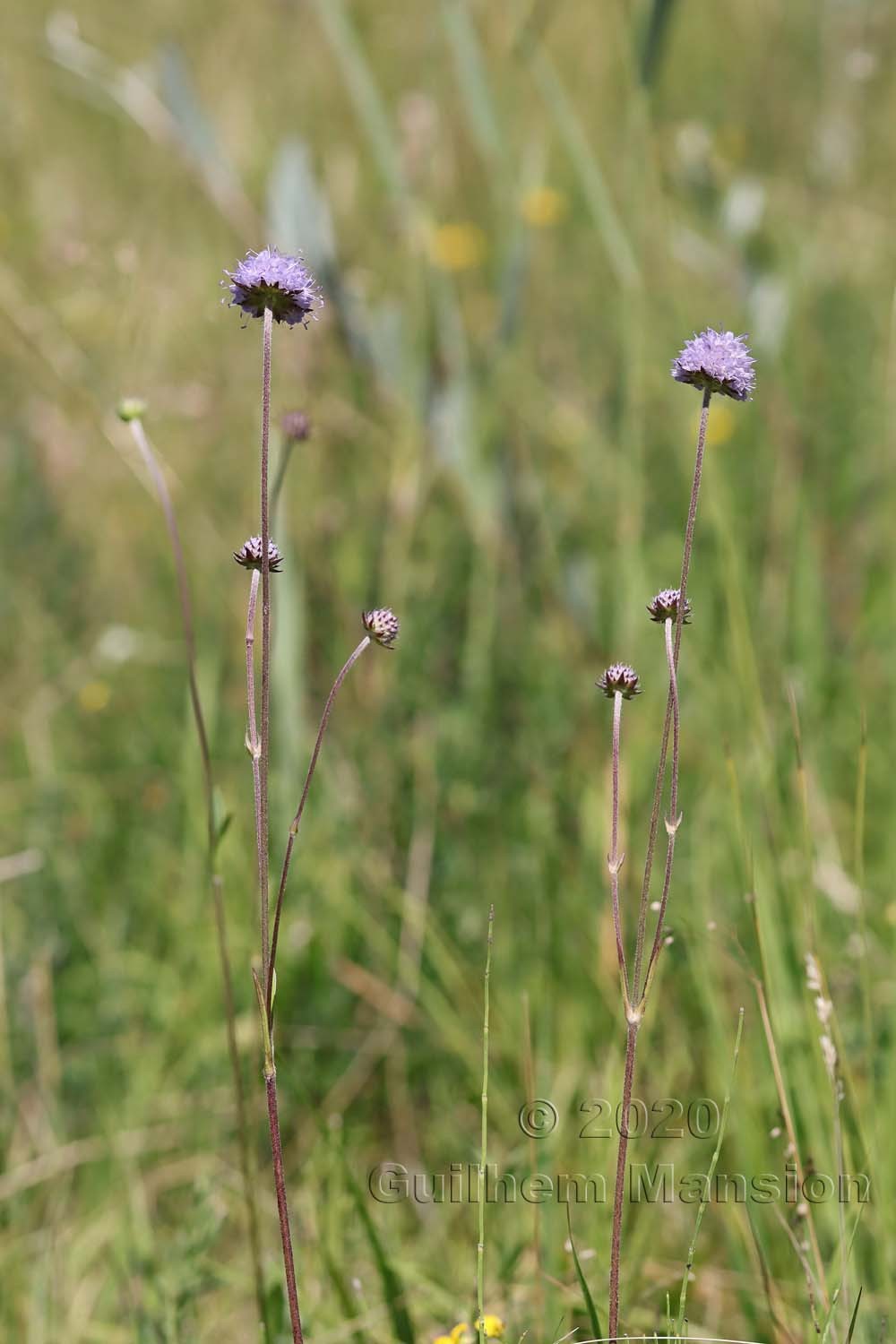 Succisa pratensis