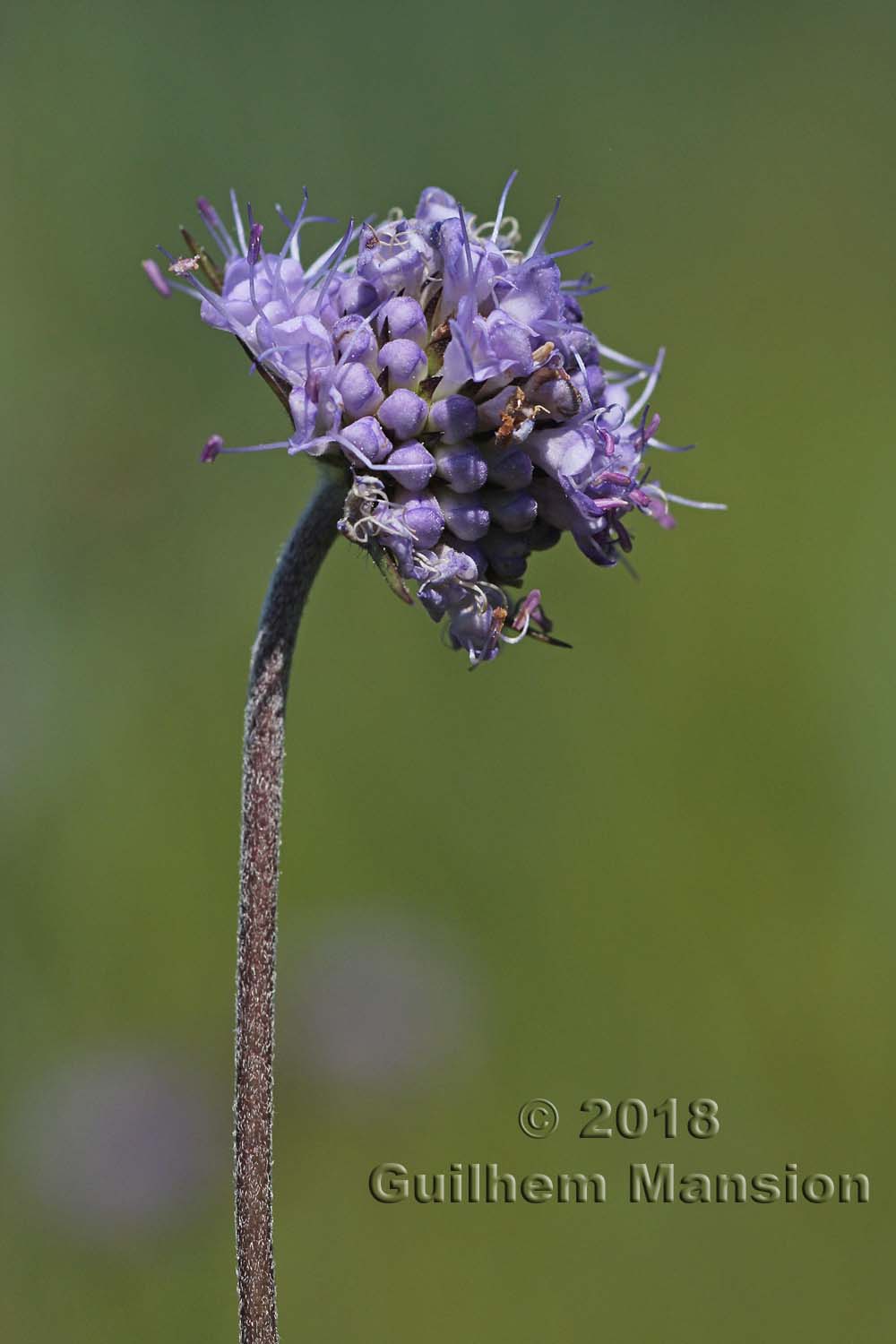 Succisa pratensis