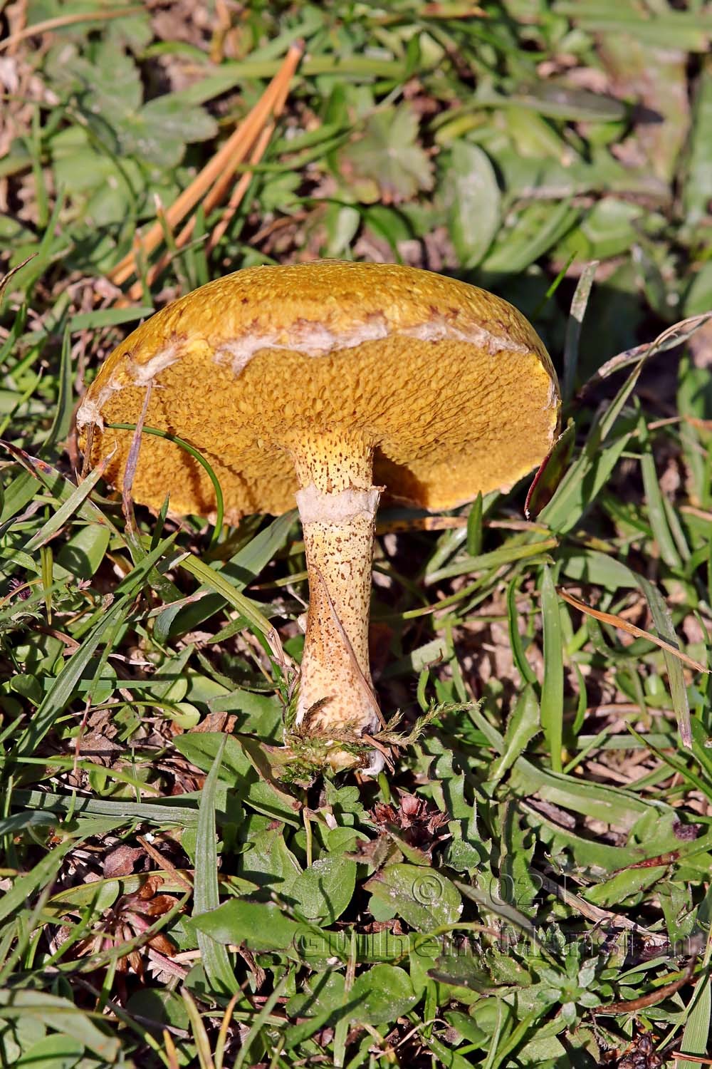 Suillus grevillei