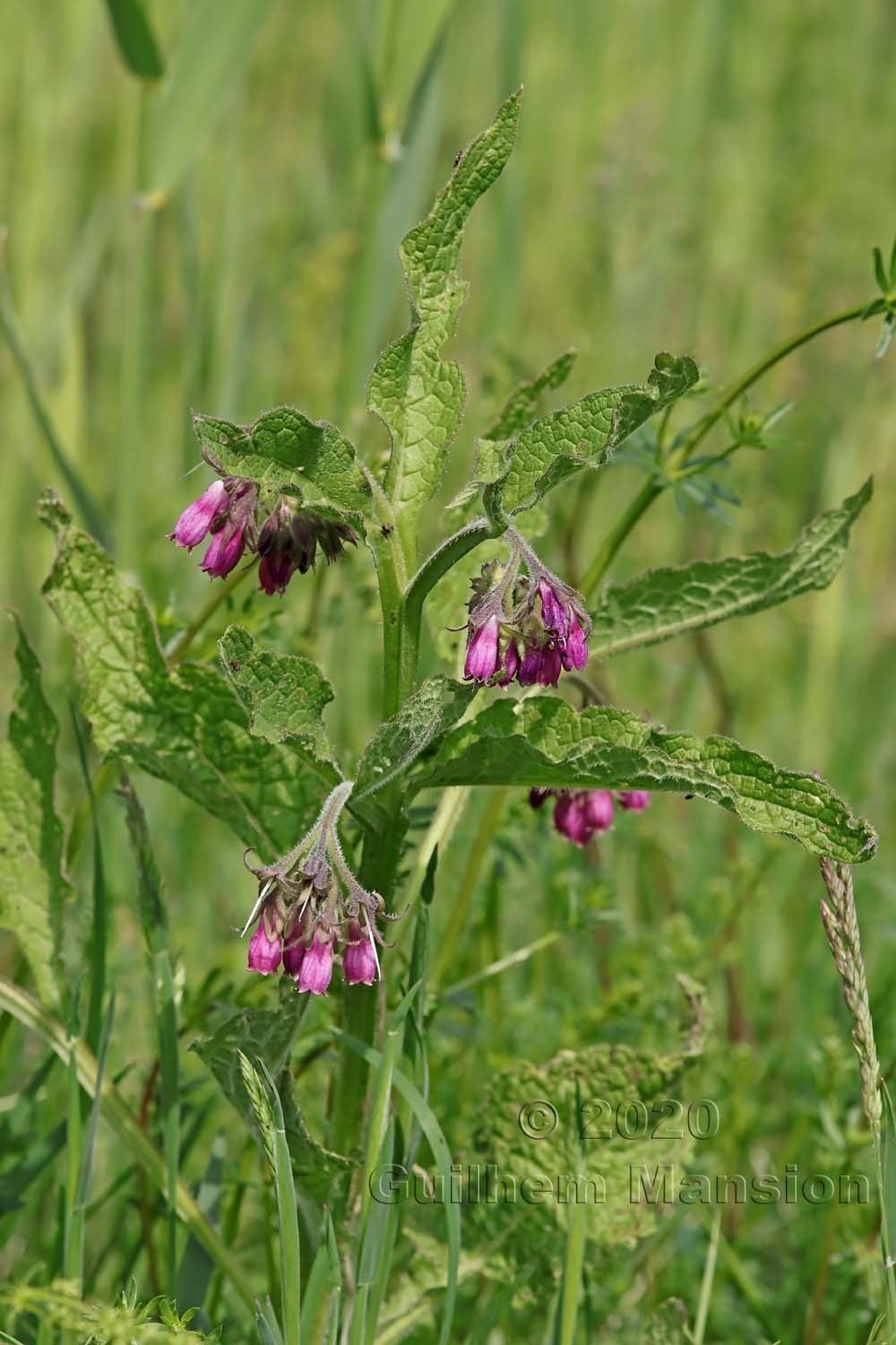 Symphytum officinale