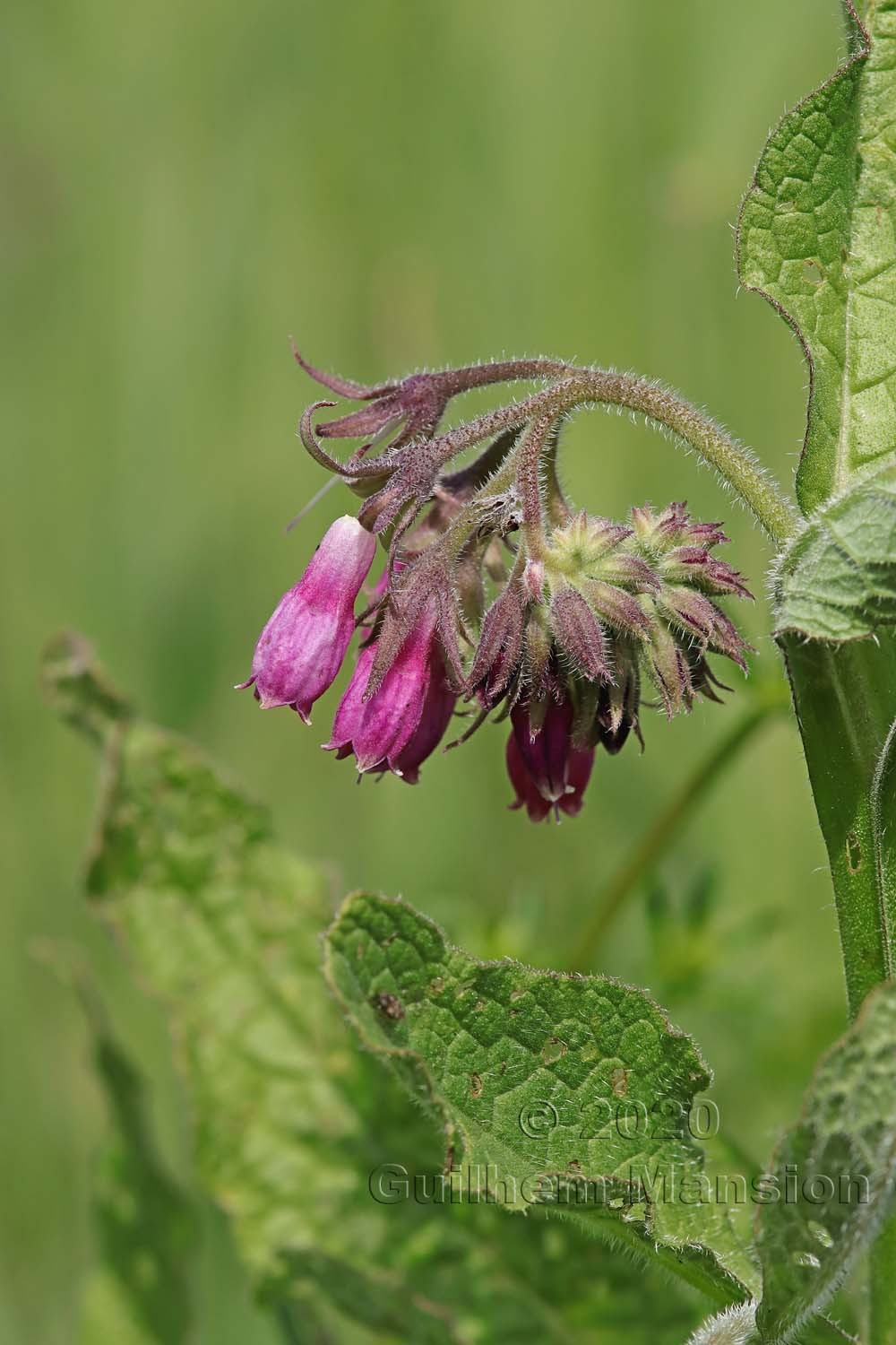 Symphytum officinale