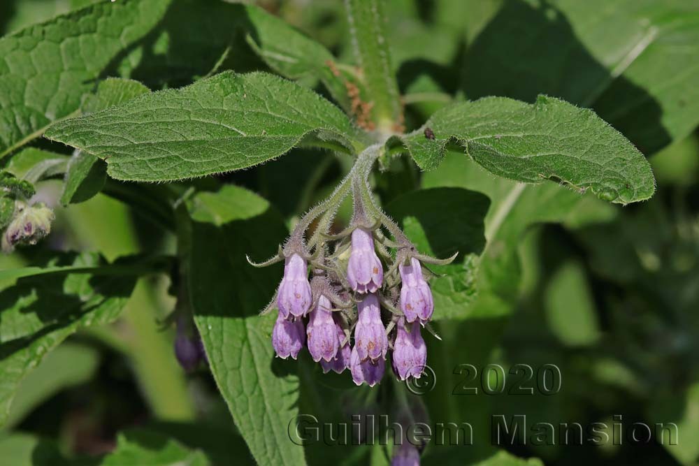 Symphytum officinale