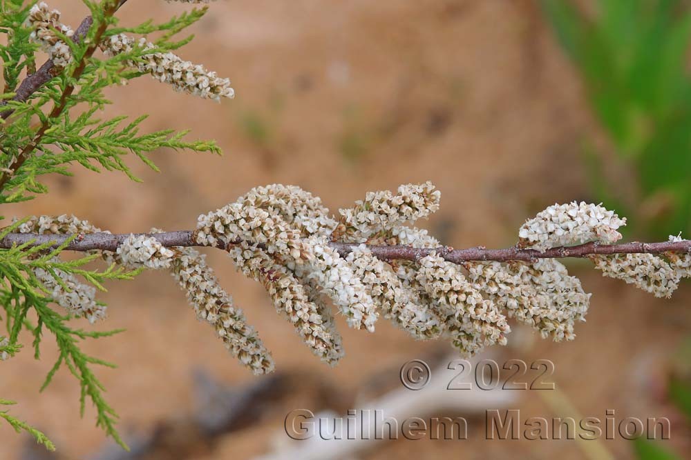 Tamarix africana