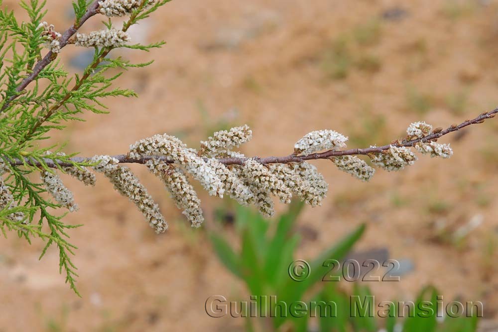 Tamarix africana