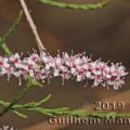 Famille -  Tamaricaceae