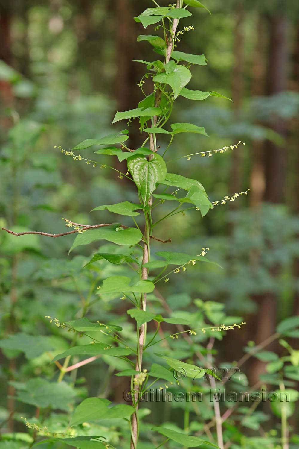 Dioscorea [Tamus] communis