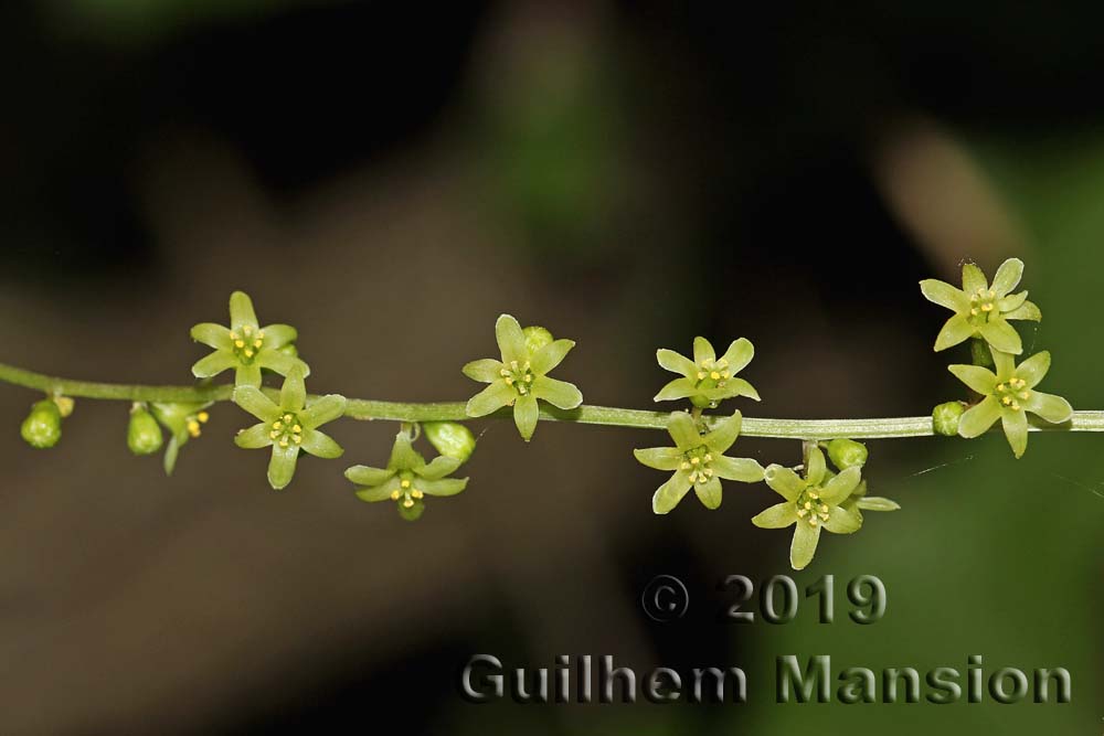 Dioscorea [Tamus] communis