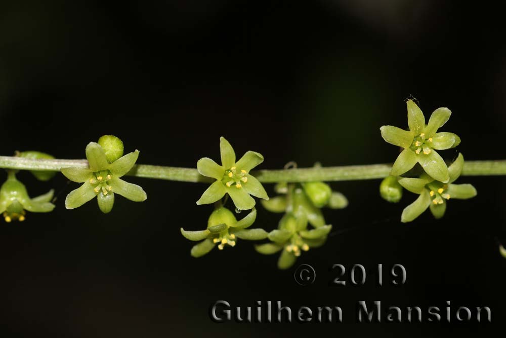 Dioscorea [Tamus] communis