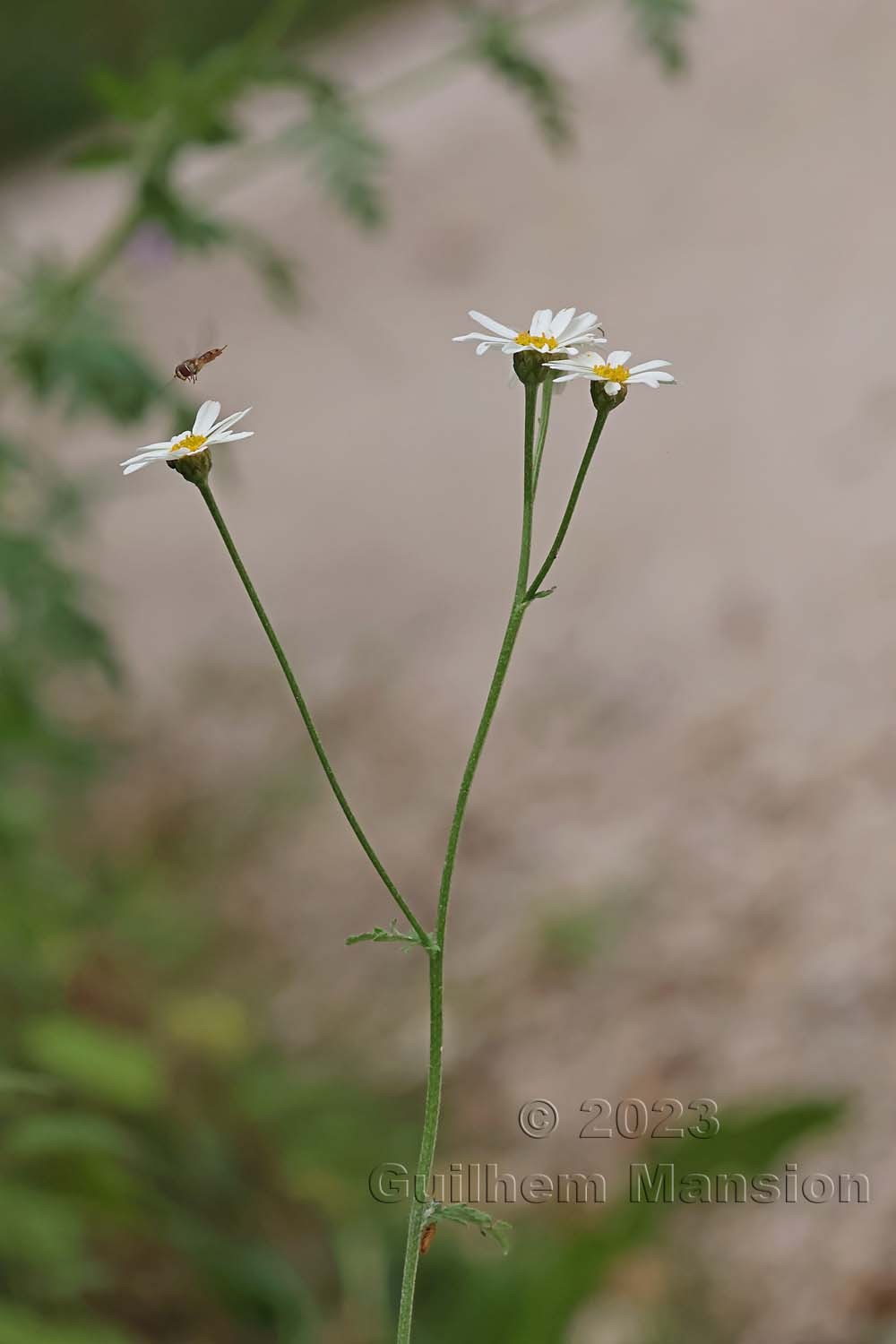 Tanacetum corymbosum