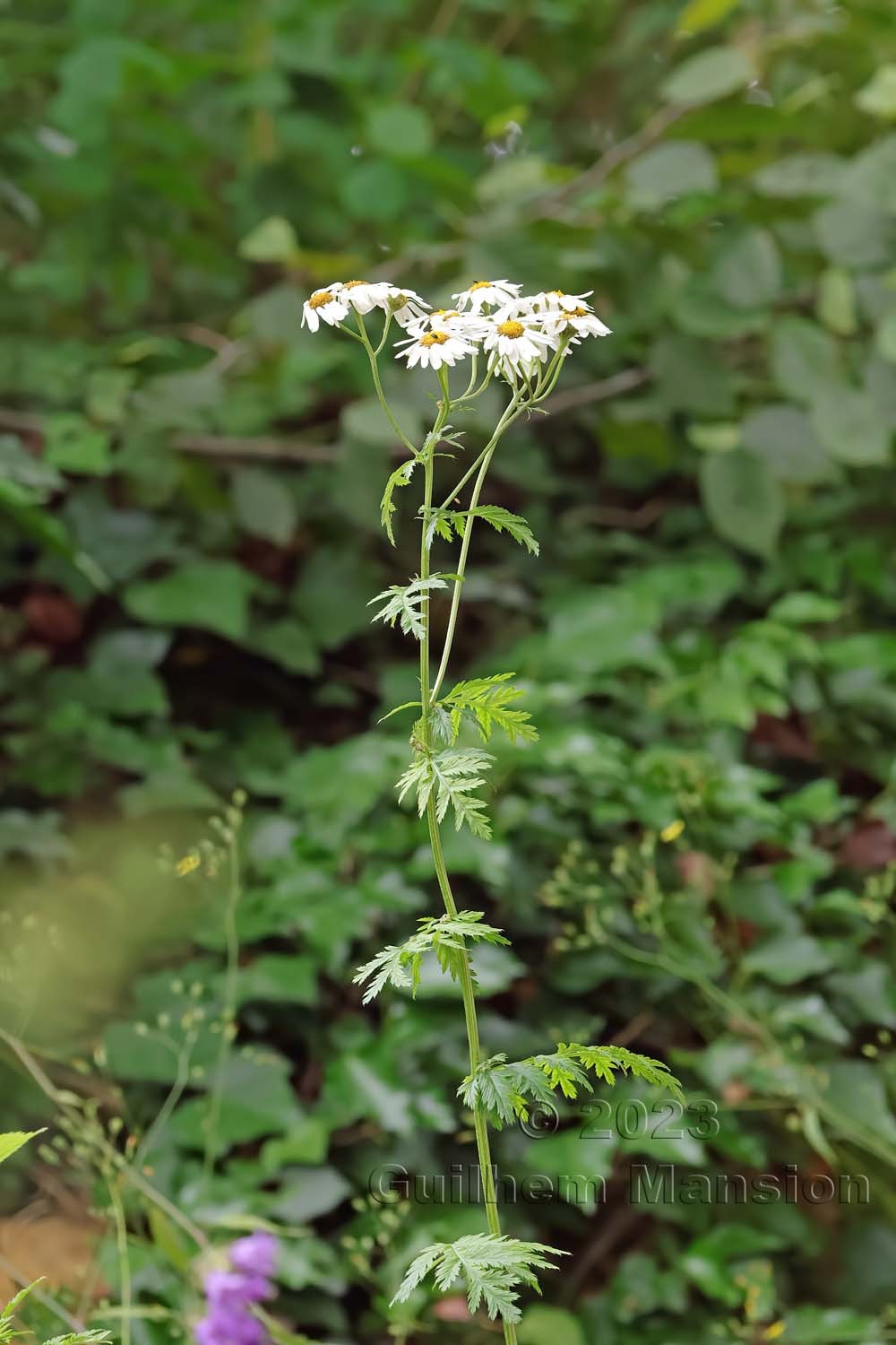 Tanacetum corymbosum