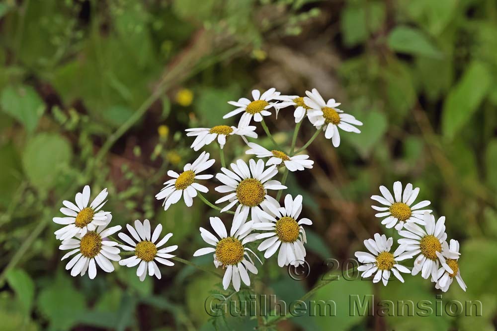 Tanacetum corymbosum