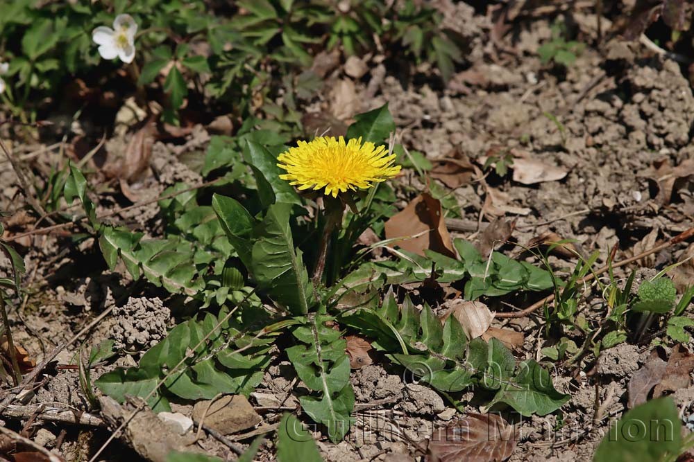 Taraxacum officinale