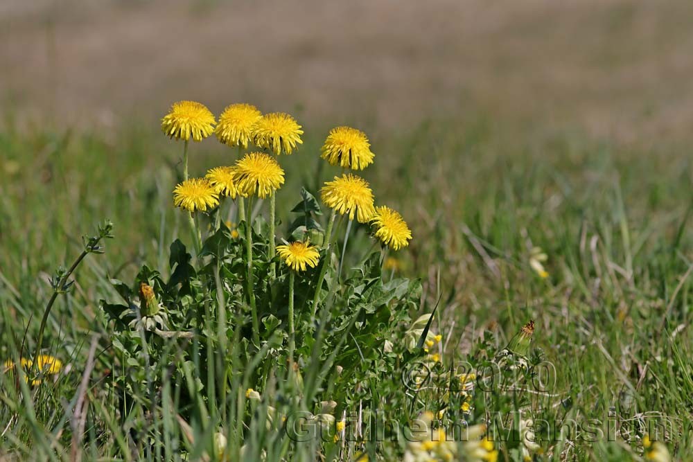 Taraxacum officinale