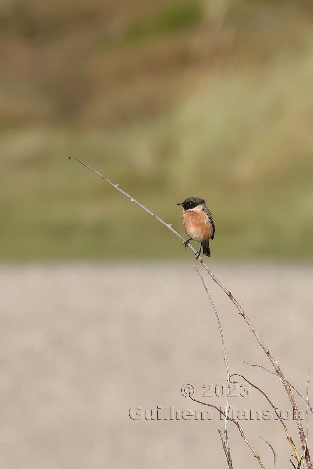 Saxicola rubicola - Tarier pâtre