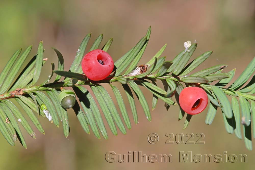 Taxus baccata