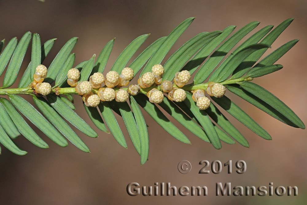 Family -  Taxaceae