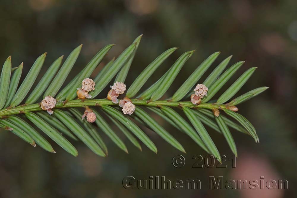 Taxus baccata