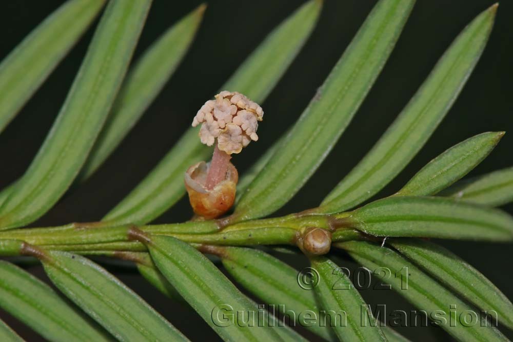 Taxus baccata