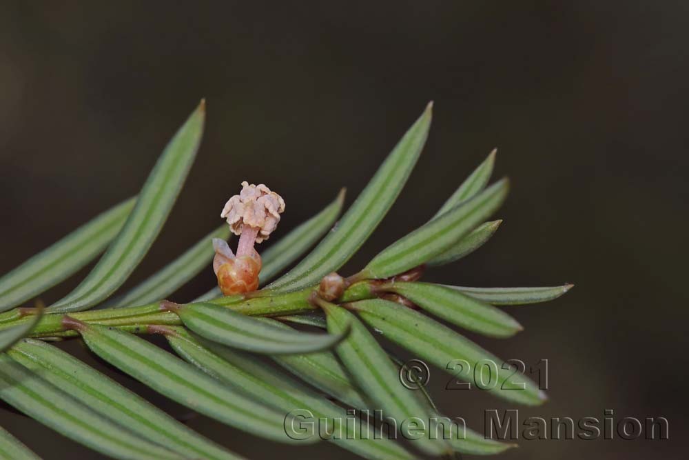 Taxus baccata