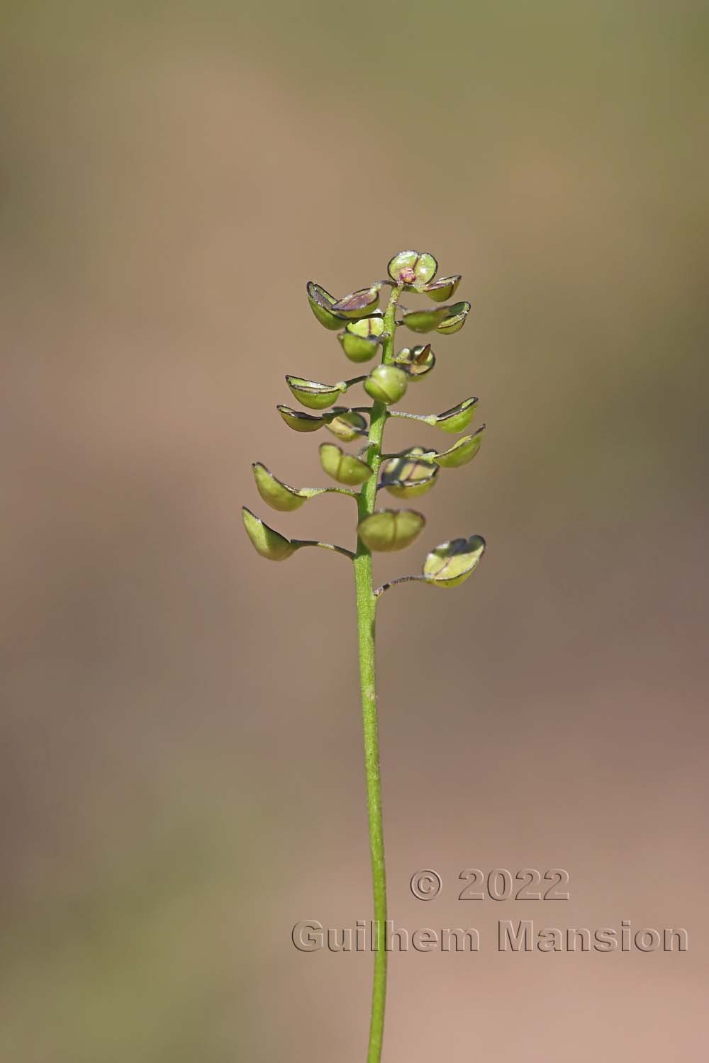 Teesdalia coronopifolia