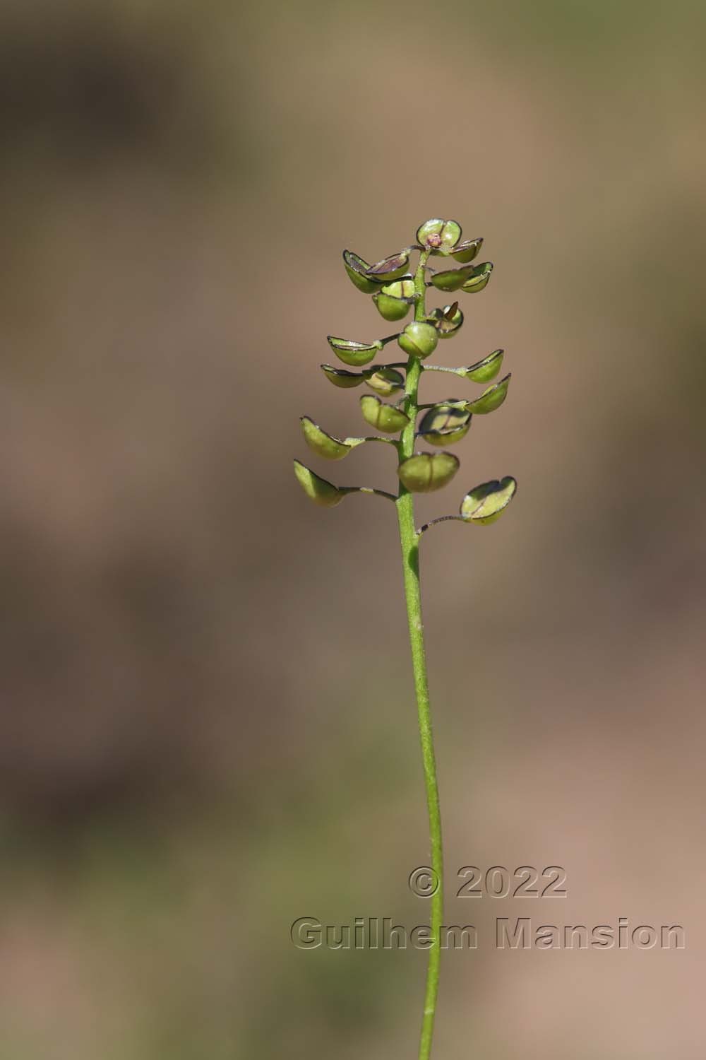 Teesdalia coronopifolia