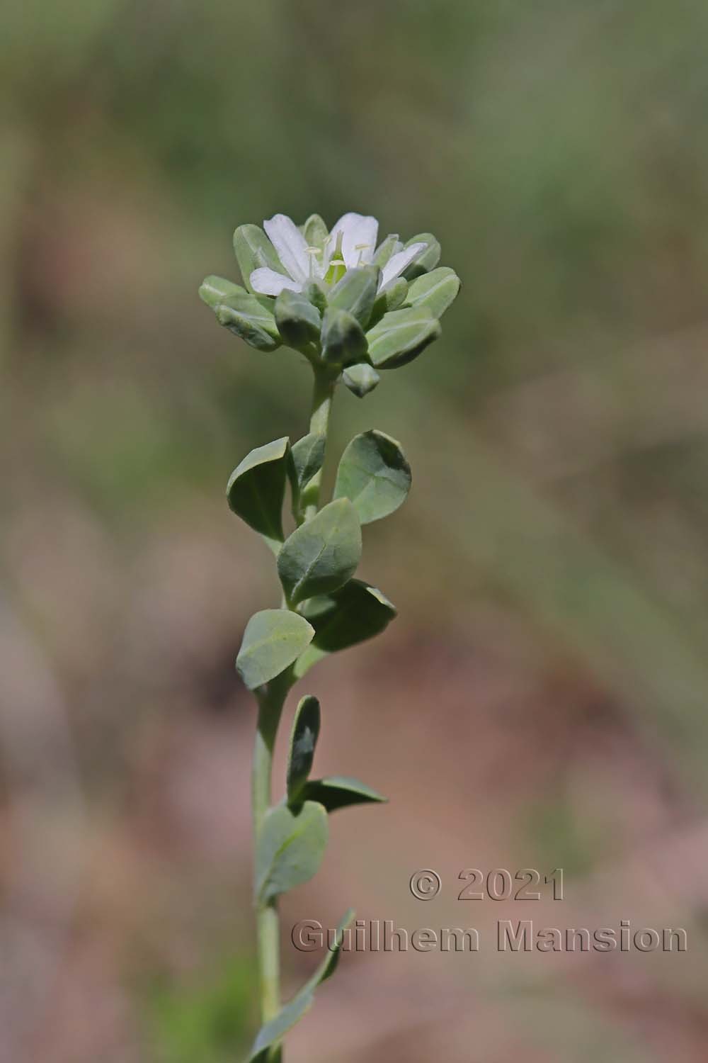 Telephium imperati