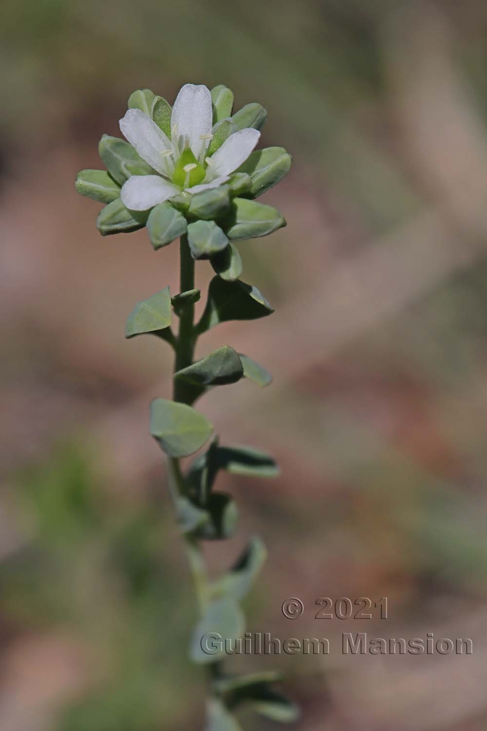 Telephium imperati