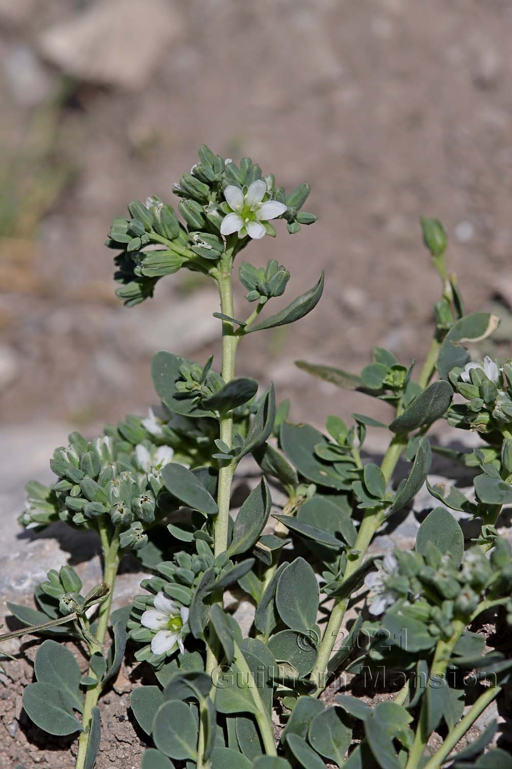 Telephium imperati