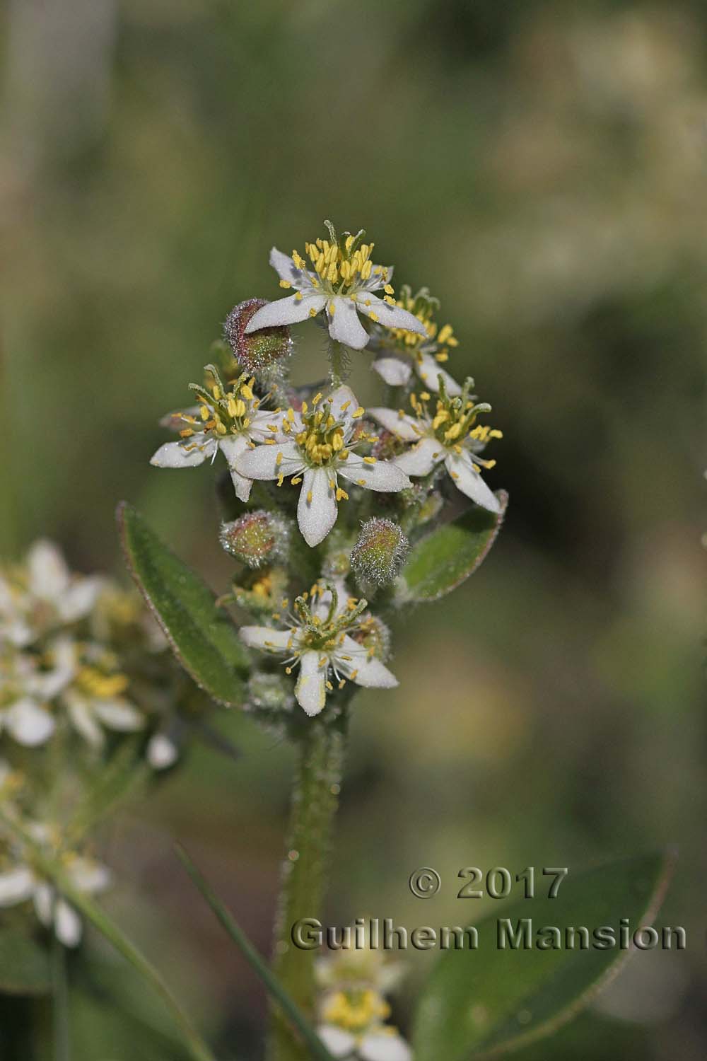 Tetragonia herbacea