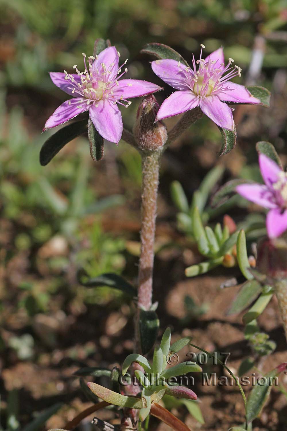 Tetragonia rosea