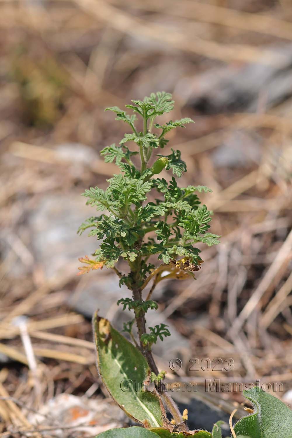 Teucrium botrys