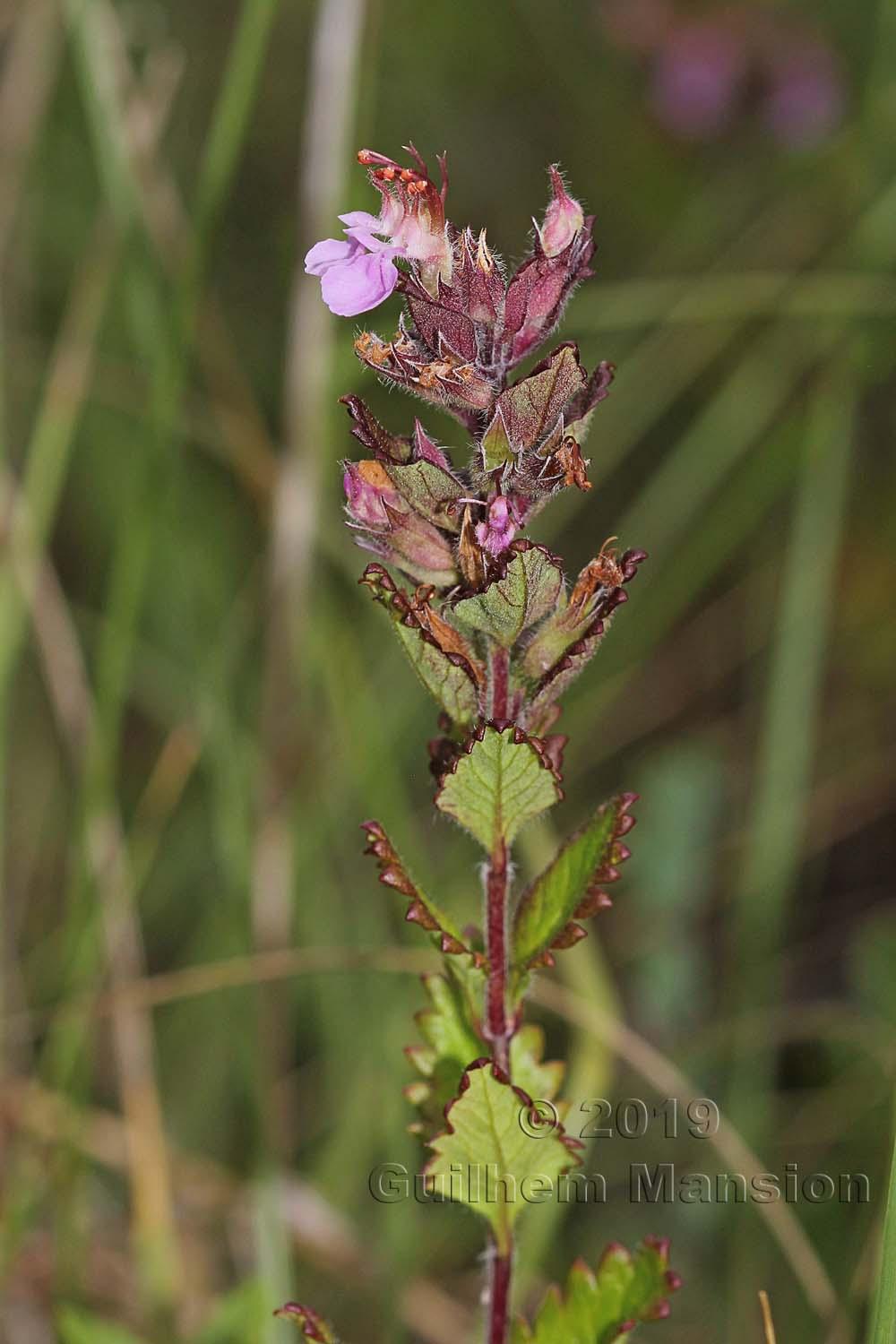 Teucrium chamaedrys