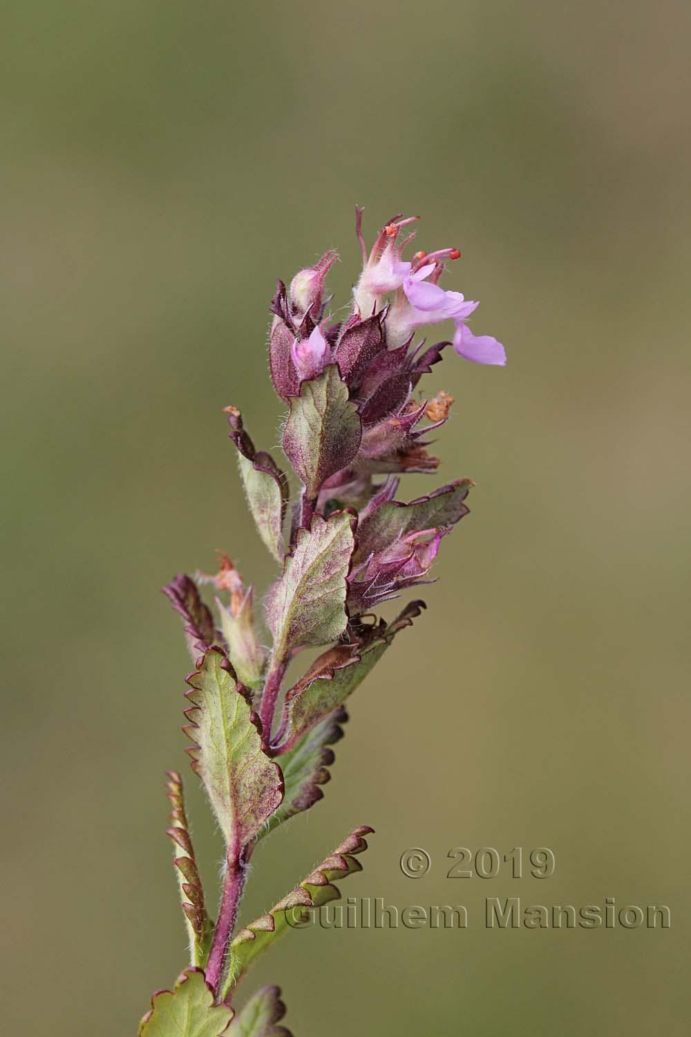 Teucrium chamaedrys